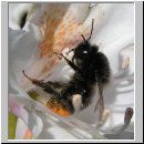 Bombus lapidarius - Steinhummel 01.jpg